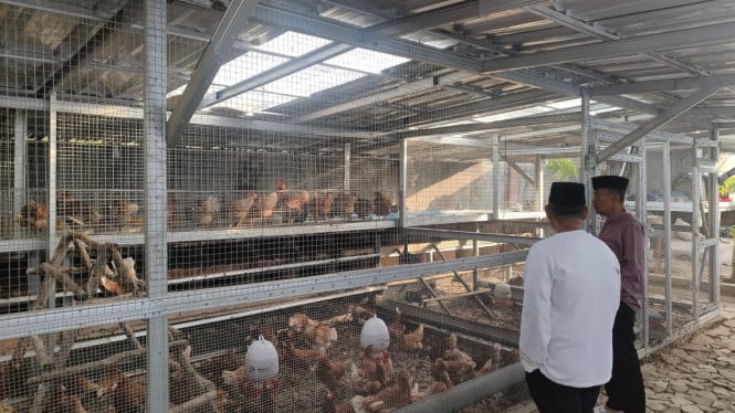Dari Sel Penjara Menuju Kandang Ayam: Program Rehabilitasi Rutan Muntok Cetak Pengusaha Peternakan