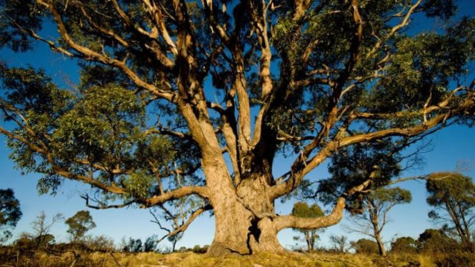 Saat Salat Idul Fitri, Apakah Alam Semesta Ikut Berdoa? Penjelasan Ilmuwan dan Ulama