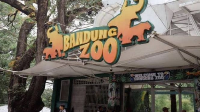 Tragedi di Bandung Zoo: Harimau Benggala Muda Hara Tak Terselamatkan, Walkot Farhan Janji Evaluasi Mendalam