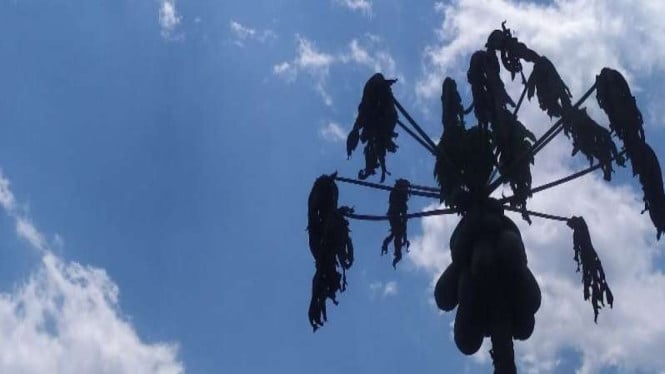 Ancaman El Nino Ekstrem Looms, Pemerintah Kerahkan Strategi Penuh untuk Jaga Ketahanan Pangan Nasional