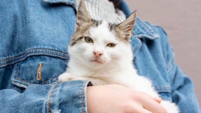 Pekerjaan Impian? Perusahaan Ini Bayar Ratusan Juta Hanya untuk Memeluk Kucing