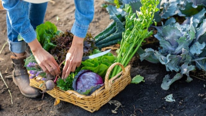 Dari Balkon hingga Halaman: Panduan Lengkap Memulai Urban Garden Sayuran Tanpa Menguras Kantong