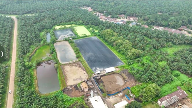 Petualangan Seru: Limbah Kelapa Sawit Kini Jadi Mesin Penghasil Rupiah