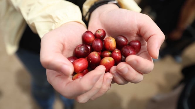 Secangkir Diplomasi: Bagaimana Kopi Indonesia Menaklukkan Hati Uzbekistan