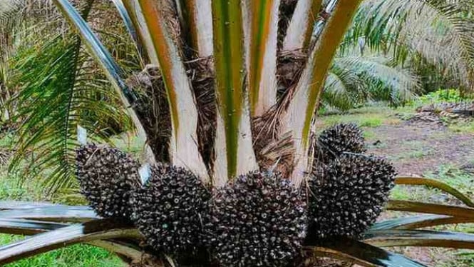 Sawit Indonesia Terjepit: Regulasi Eropa Buat Petani Kecil Kesulitan Lacak Produksi