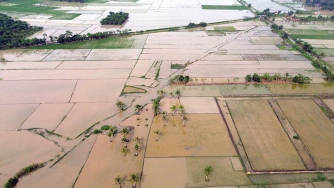 Strategi Besar Mentan Amran: 42 Ribu Hektare Sawah Bangkit untuk Selamatkan Pangan Nasional