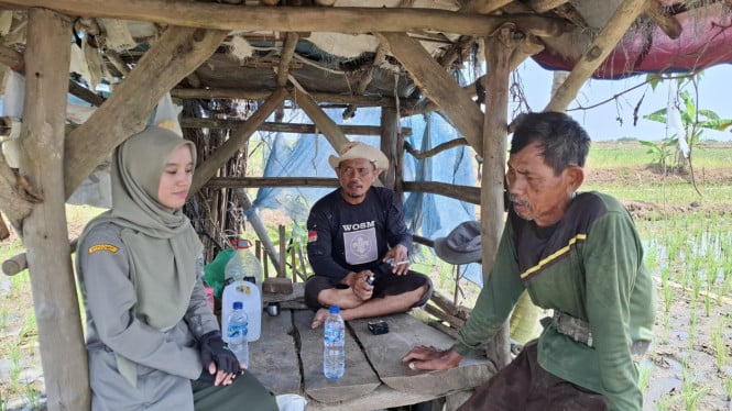 Lonjakan Harga Gabah Bikin Petani Majalengka Tersenyum, Penghasilan Nyata Meningkat Drastis