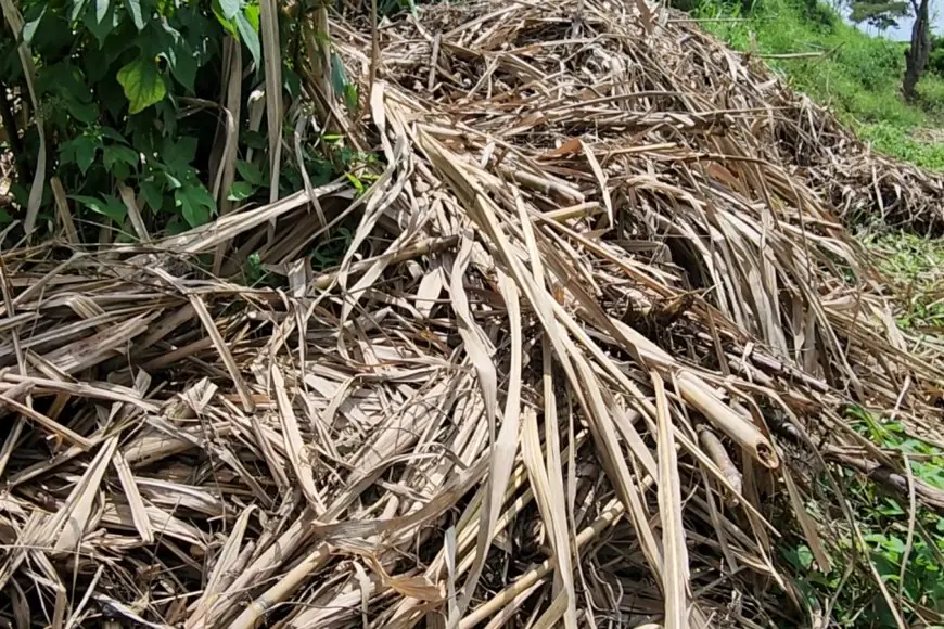 Petani Tebu Menuntut Pertanggungjawaban: Lahan Produktif Berubah Jadi Bencana Lingkungan di TPA Supit Urang Malang