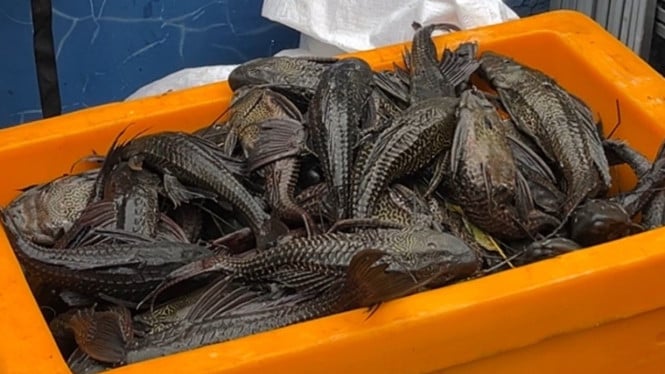 Ikan Sapu-Sapu: Si Pembersih Aquarium yang Ternyata Menyimpan Bahaya untuk Tubuh Anda