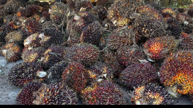 Dari Tandan Buah Mentah hingga Emas Hijau: Bagaimana Indonesia Bisa Mengubah Sawit Jadi Mesin Penghasil Miliaran