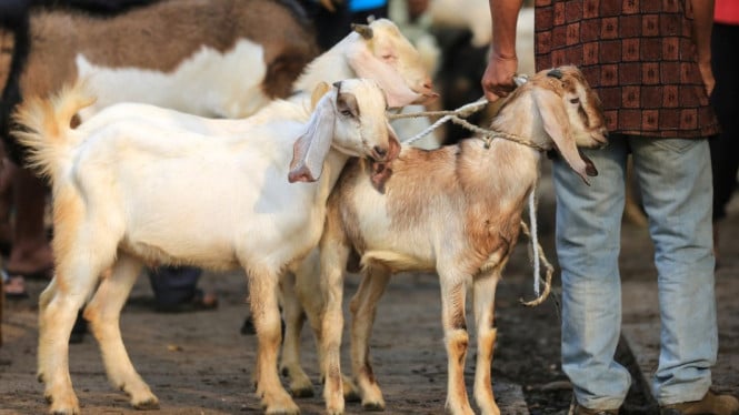 Dari Meja Makan Kota ke Piring Pengungsi: Logistik Daging Kurban Indonesia Menjangkau 30 Negara