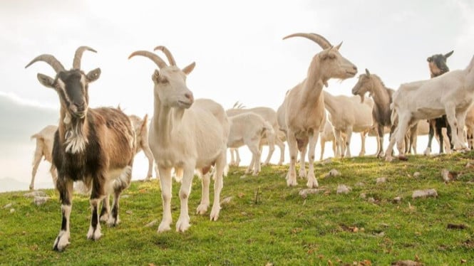 Jangan Asal Pilih! Ini Standar Kambing Kurban yang Benar-benar Sah Menurut Islam