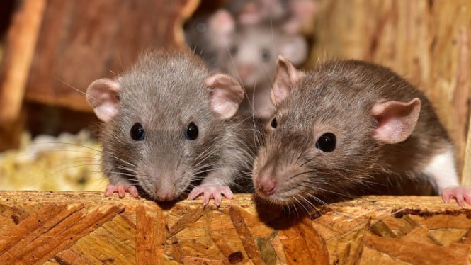 Waspada! Hantavirus Ternyata Bisa Menyebar Melalui Udara, Ini Penjelasan Lengkapnya