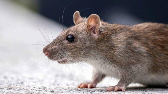 Hantavirus Mengancam, Begini Cara Efektif Basmi Tikus dari Rumah Anda
