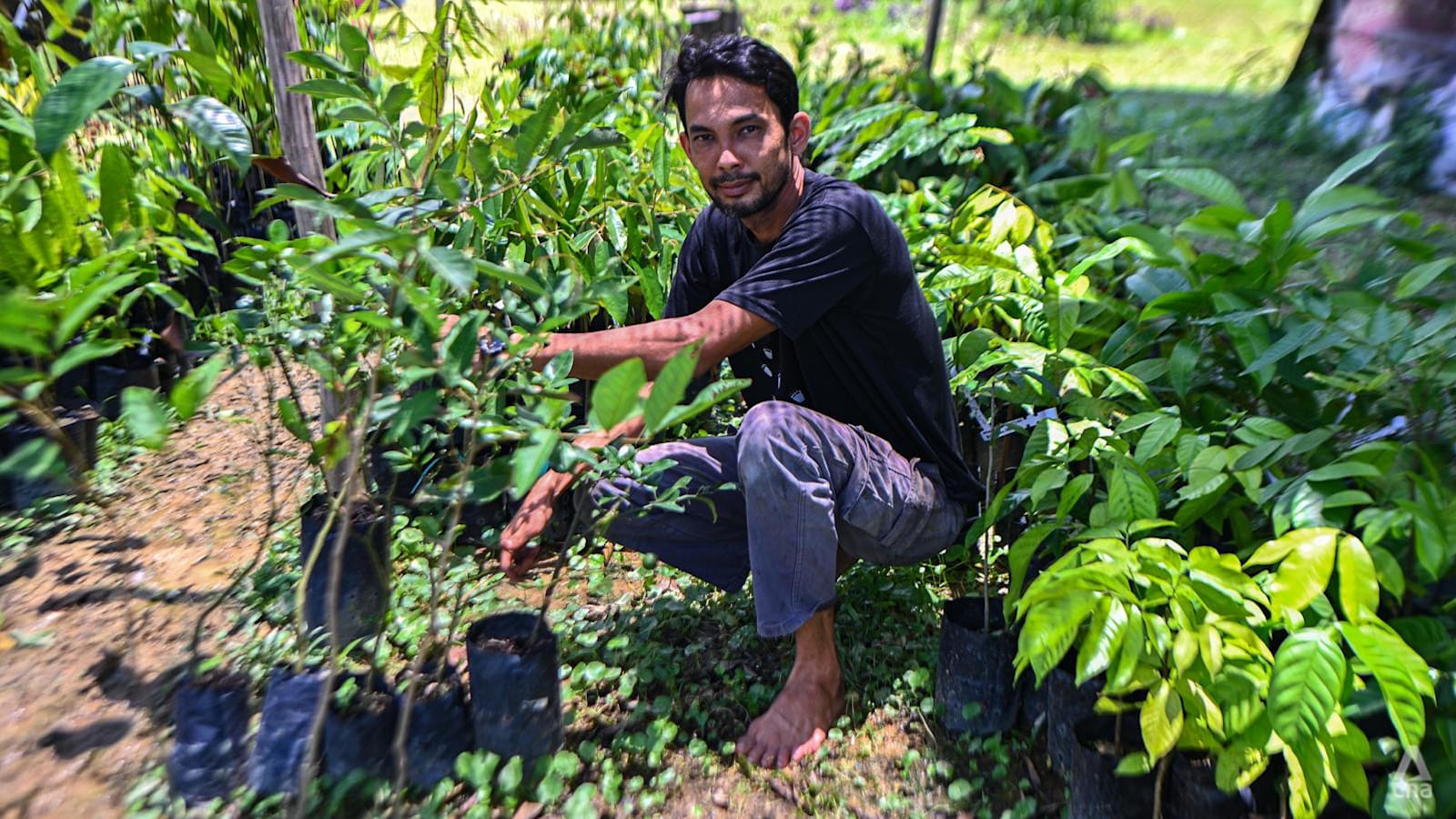 Dari Kantor hingga Sawah: Petani Singapura Pilih Johor untuk Hidup Lebih Bermakna