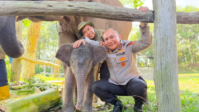 Kelahiran Bersejarah di Tesso Nilo: Kapolda Riau Persembahkan 'Nona Seroja' untuk Gajah Betina Baru