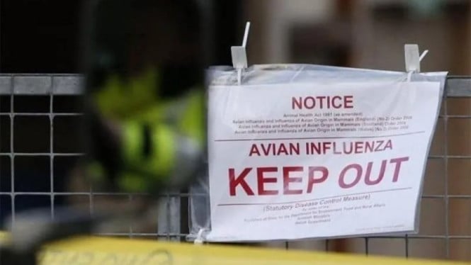 Alarm Kesehatan Global: H5N1 Terdeteksi di Australia, Benarkah Wabah Burung Migran Dimulai?