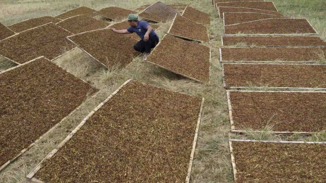 Petani Tembakau Temanggung Menangis dalam Doa Bersama: Regulasi Pemerintah Dinilai Mengabaikan Nasib Mereka