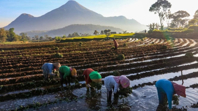 Petani Indonesia Terjepit: Harga Beras Membubung Tapi Daya Beli Justru Merosot