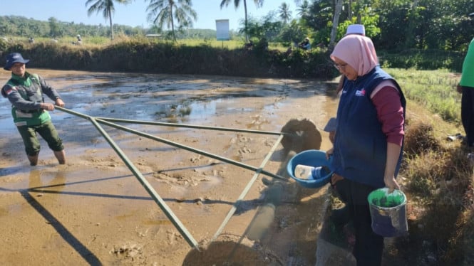 Inovasi Tani Masyarakat Surade: Penyuluh Pertanian Pimpin Revolusi Produktivitas Padi dengan Metode PM-AAS