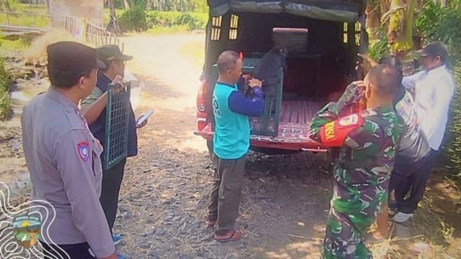 Operasi Penyelamatan Momon: Kisah Lutung Jawa yang Akhirnya Bebas dari Kandang Warga Bondowoso