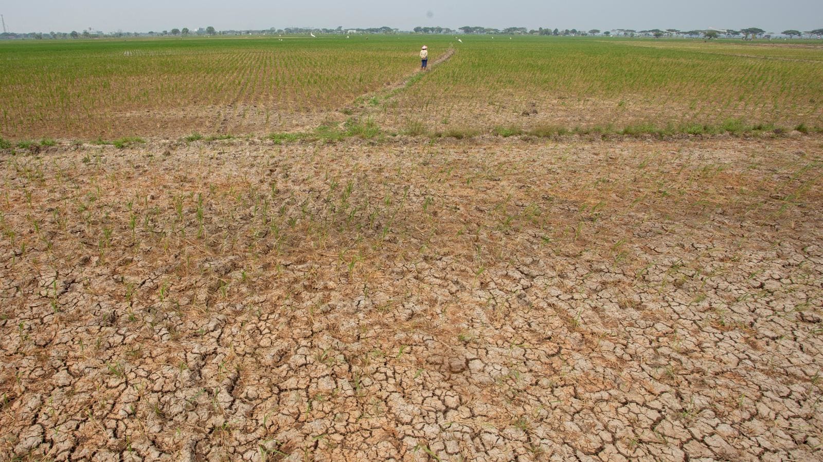 Ancaman El Nino Ekstrem Melanda Indonesia, Begini Cara Selamatkan Diri Anda