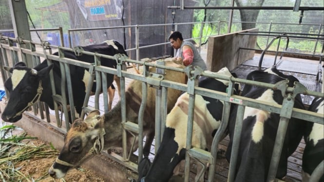 Dari Kandang ke Pasar: Bagaimana BRI Peduli Ubah Nasib Peternak Sapi Perah Malang