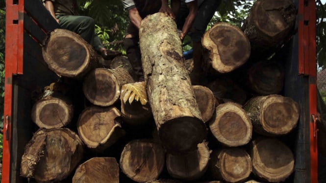 Operasi Besar-besaran Kemenhut: Pelaku Pembalakan Liar di Solok Ditahan, 152 Kayu Jati Raib Dibekuk