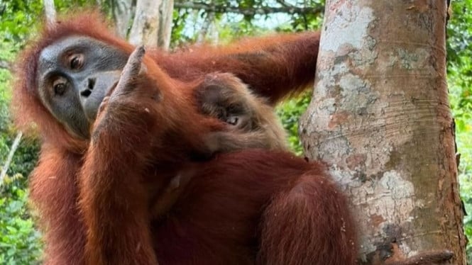Dari Kandang Perdagangan ke Hutan Liar: Orangutan Wenda Akhirnya Menjadi Ibu di Aceh
