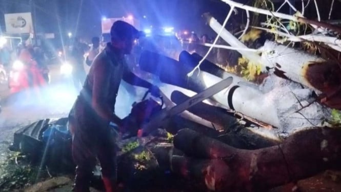 Tragedi Pohon Tumbang di Pidie: Tujuh Nyawa Melayang dalam Sekejap di Jalan Nasional Banda Aceh-Medan