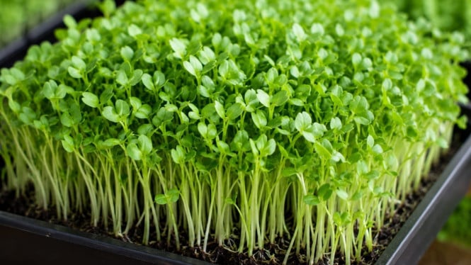 Microgreens: Peluang Emas Bisnis Pertanian Rumahan yang Panen Cepat dan Menguntungkan