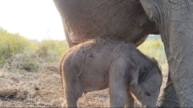 Kejutan Manis di Hari Merdeka: Bayi Gajah Sumatera Lahir, Membawa Harapan Baru Konservasi