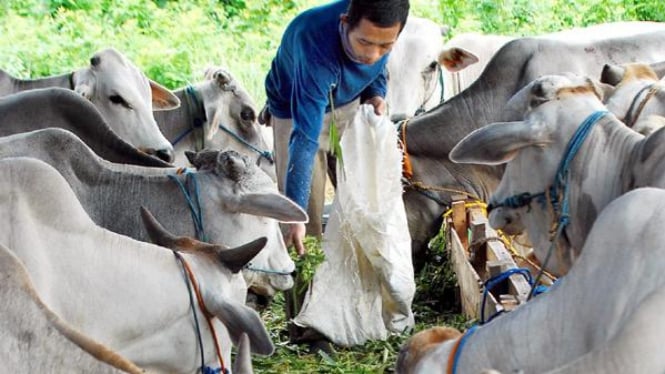 Strategi Jabar Perkuat Swasembada Daging: 24 Bibit Sapi Potong Didistribusikan ke Komunitas Peternakan