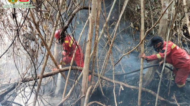 Waspada! Sumatera Selatan Jadi Episentrum Kebakaran Hutan dengan 733 Hotspot Terdeteksi