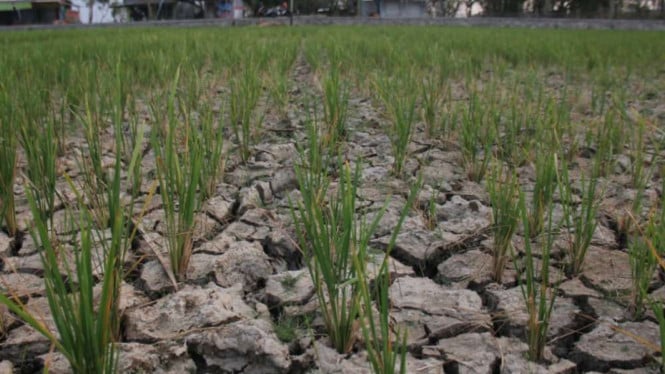 Krisis Air Mengancam Ribuan Hektare Lahan Pertanian Bandung, Pemerintah Daerah Ambil Langkah Strategis
