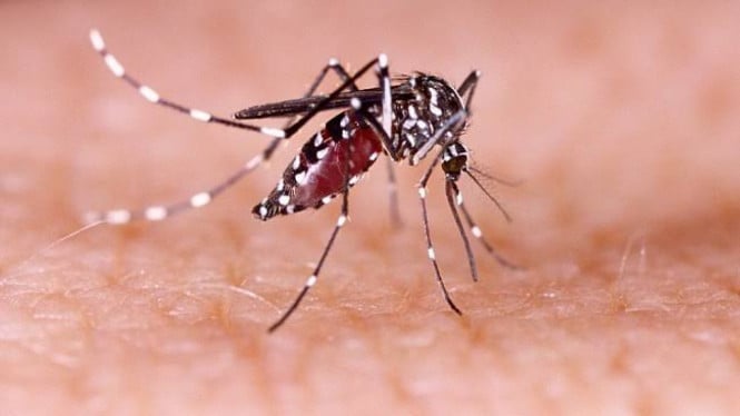 Peringatan CDC: Virus Zika Mengancam Bali, Tingkat Kewaspadaan Ditingkatkan untuk Turis Mancanegara