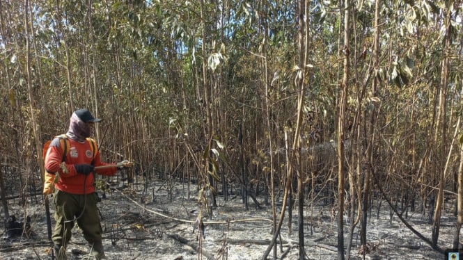 Kemenhut Beri Peringatan Keras: PBPH Harus Ketat Jaga Hutan saat El Niño 2026-2027 Tiba