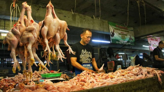 Pemerintah Komitmen Pertahankan Harga Ayam di Rp 40 Ribu, Lindungi Dompet Rakyat dan Nasib Peternak