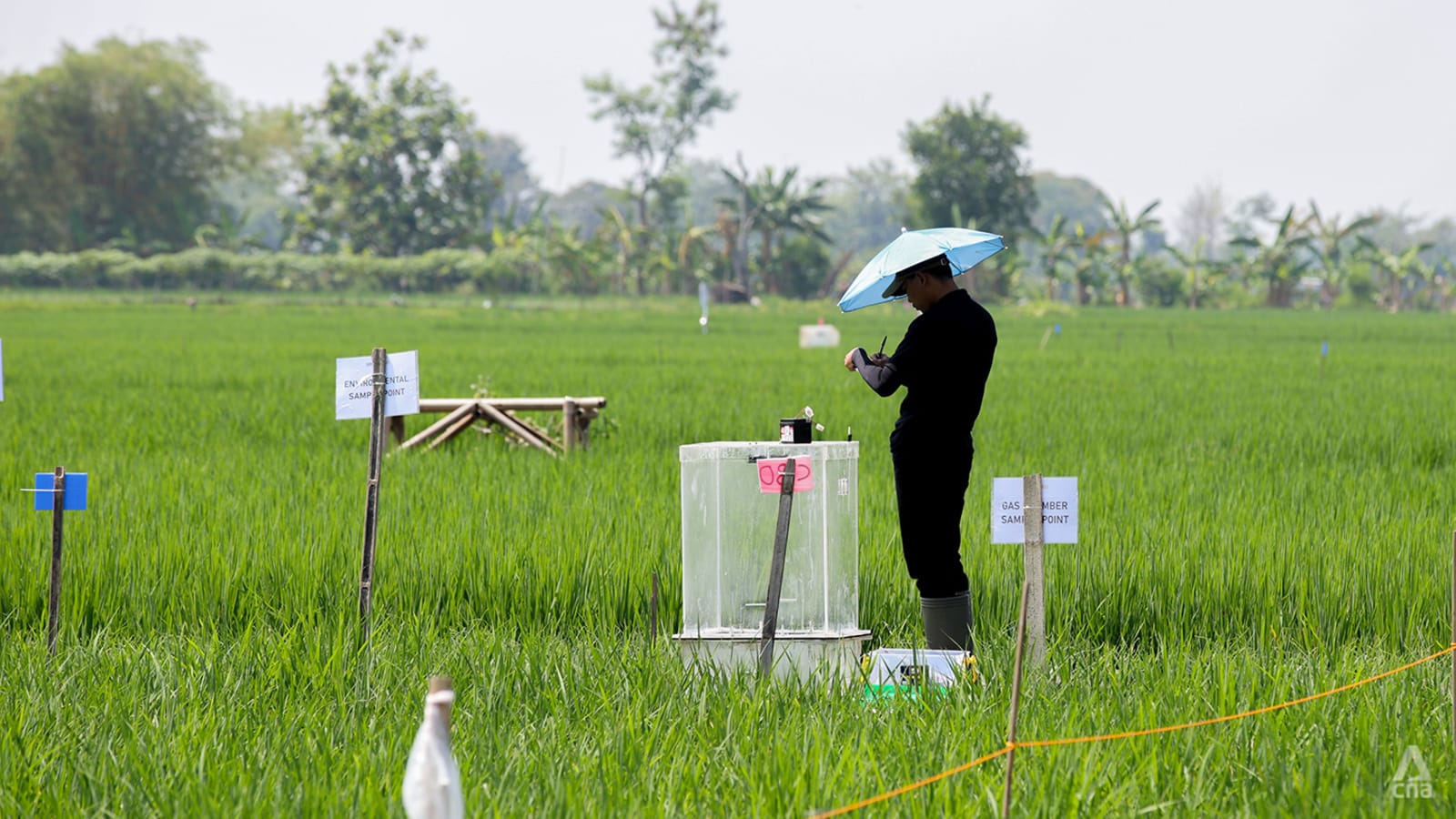 Revolusi Bertani Beras: Singapura Bawa Solusi Ramah Lingkungan untuk Petani Indonesia