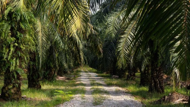 Revolusi Hijau Perkebunan Sawit: Truk Listrik Siap Gantikan Mesin Diesel Tradisional