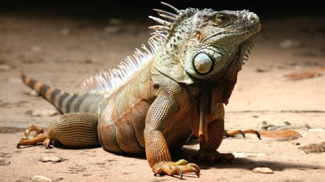Operasi Besar-besaran Polisi Ekuador: Wanita Rusia Tertangkap Bawa 32 Iguana Langka dalam Koper