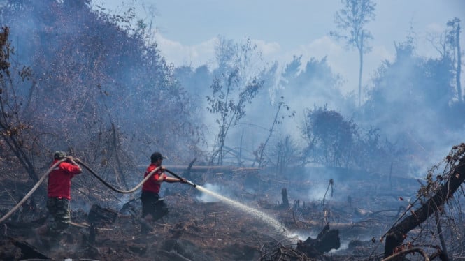 Aljazair Siapkan Hukuman Mati untuk Pembakar Hutan, Ancaman Ekstrem Usai Tragedi 12 Korban Jiwa