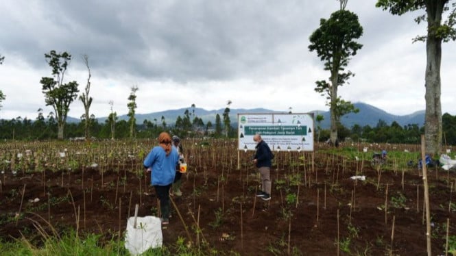 Hijau Kembali: Pemprov Jabar Mobilisasi Ribuan Tangan untuk Selamatkan Kebun Teh Legendaris