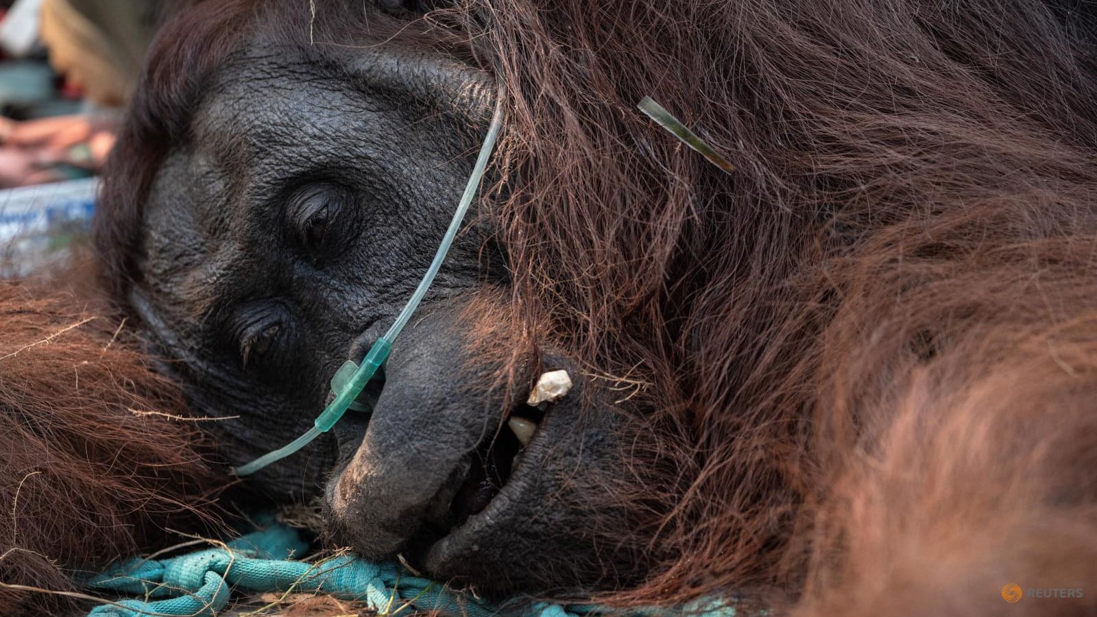 Kebakaran Hutan Kalimantan Barat Selamatkan 18 Orangutan: Siapa Lagi yang Bisa Ditolong?
