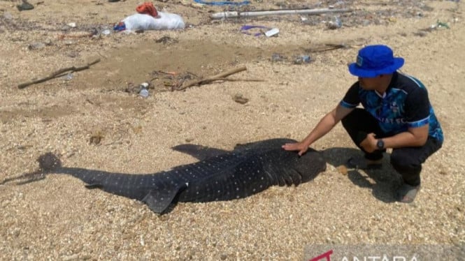 Makhluk Laut Raksasa Sepanjang 2 Meter Ditemukan Mati di Pantai Kendari, Warga Heboh