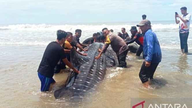 Penyelamatan Dramatis Hiu Raksasa 3 Ton di Aceh, 30 Relawan Berjuang Hingga Akhir yang Mencengangkan