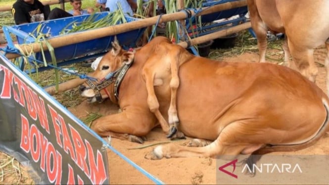Viral! Sapi Aneh Berkaki Enam dari Boyolali Curi Perhatian di Kontes Presiden 2026