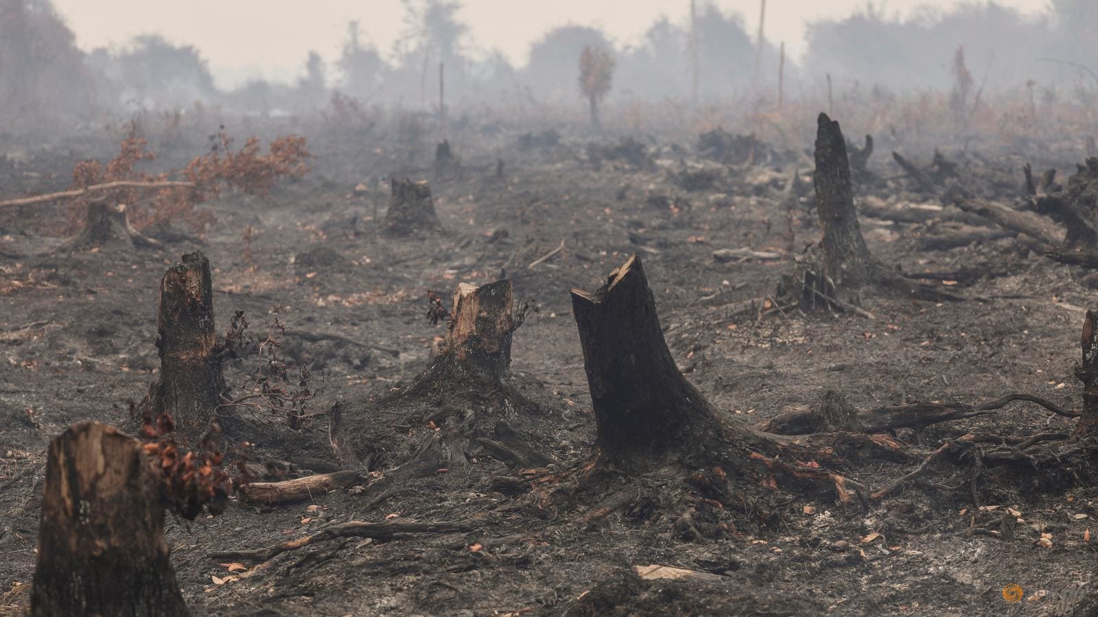 Pemerintah Reaktifkan Badan Gambut: Langkah Strategis Atasi Bencana Kebakaran Hutan