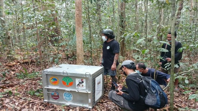 Operasi Penyelamatan Besar-besaran: Delapan Orang Utan Kembali ke Alam Liar Ketapang