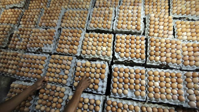 Operasi Bersih Distribusi Telur Dimulai: Harga Mulai Turun Setelah Pemerintah Kejar Sindikat Nakal